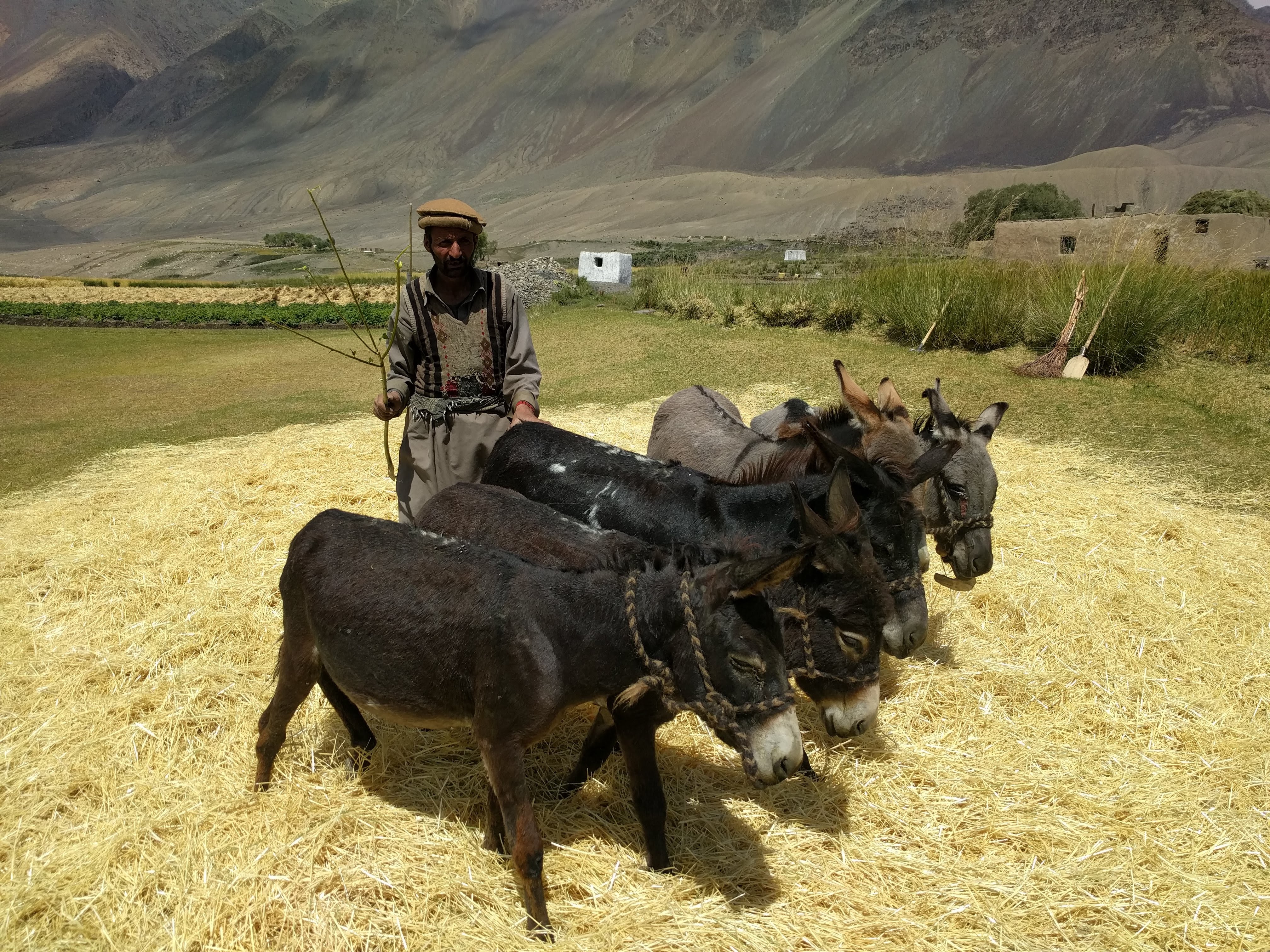 Sarhad farmer with donkeys